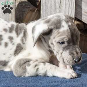 Hopeful, Great Dane Puppy